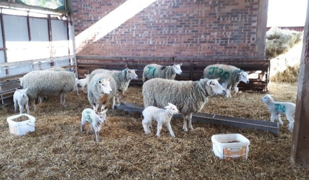 Ewes and lambs in a straw-bedded barn